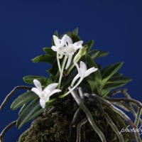 富貴蘭「鳳　玉」の花(過去の画像倉庫から)