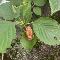 初めましてカメムシさん