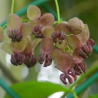 水戸で見た花弁のない花(2)