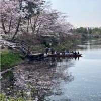 弘前桜まつり2025② 桜ミクコラボ
