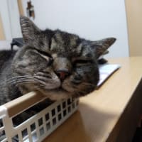 アゴ