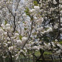 ヤエザクラ　八重桜　バラ科　早咲きの桜で松月・咲耶姫などがあります。今日の野鳥：モズ