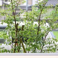 庭木を植えました