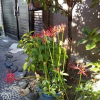 只今　入院中　ラスト2