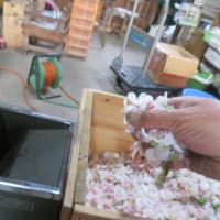来年の貯蔵花粉採取