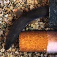 ８月２日 ウナギ 