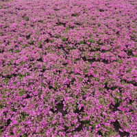 カウンセラーさんと