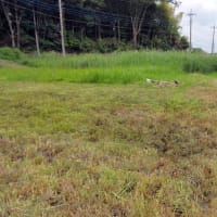 休耕田の草刈り