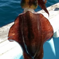 アオリイカ命 泰平丸 ウロコナイ釣行