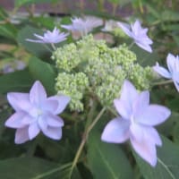 山紫陽花「七段花」