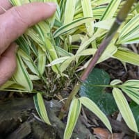 植物の生命力