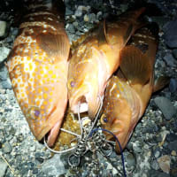 めばるの酒蒸し よねchanの釣り日誌 めばるの酒蒸し よねchanの釣り日誌