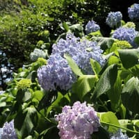 晴れ間の紫陽花