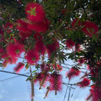 招く季節
