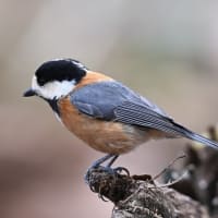 ゴジュウカラ、コガラを撮影