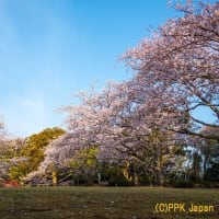 桜咲く候・・・おうかのこう　２０２５春