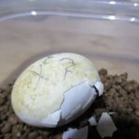 25えぱ２号誕生ヽ(^o^)丿