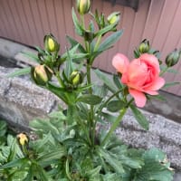 ラナンキュラスラックス満開❤️