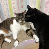 ブログ引越し完了　goo blogさまありがとうございました