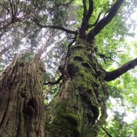 比婆山　(御陵)　写真①　2016.06.20　「277」