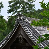 洛西　　善峯寺　あじさい