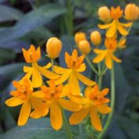 ◎7月の花：2006～2021～まとめ