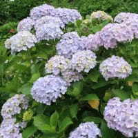 紫陽花