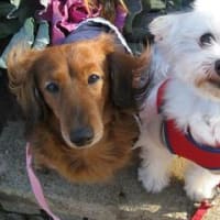「犬と一緒に育つ赤ちゃんは病気に強い」、研究