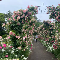 大荒れの予報が変わり　フラワーパークへ行くよ❣️