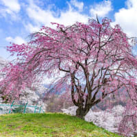 箱島発電所の桜
