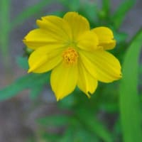 散歩道　八重のムクゲの花　　　27