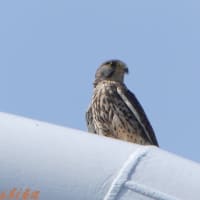 「チョウゲンボウ」③