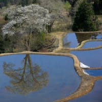 桜映