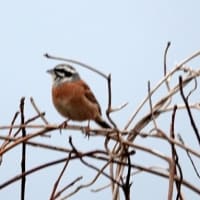 04/20探鳥記録写真：はまゆう公園の鳥たち（ウグイス、ホオジロ、カワラヒワ、）