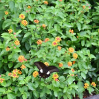 ハスの花盛り　農業センター　2025/07/12（鹿児島）