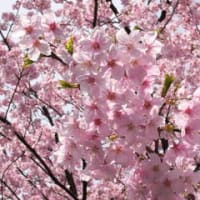 桜、さくら～♪
