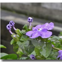 ムラサキ露草