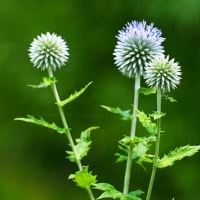 高山植物　ヒゴタイ