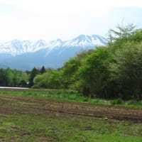 2025年5/18　開田高原の山野草