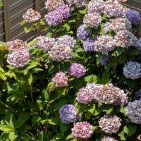 今年は早かったあじさいの花の最後