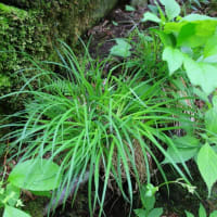 新緑の吐竜の滝　令和7年5月29日