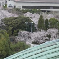 20170406　名古屋城