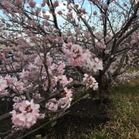 春木径　南足柄春めき桜　満開3月19日