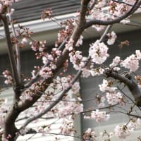 豊中　桜と月