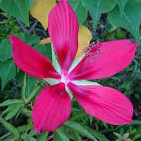  過去ピック  夏の花