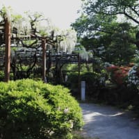 須賀の園の藤2024