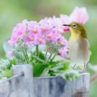 庭のメジロ達へ～また来年♪