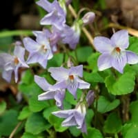 クサイチゴやモミジイチゴの花