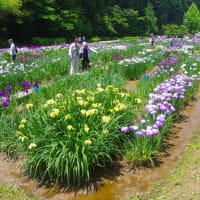 祭り７日目、令和７年６月１９日、見頃