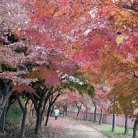 中学マーチング全国大会で銀賞　＆　近くの紅葉　＆　玄関のにわかクリスマス